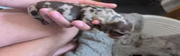 Miniature Dachshund dogs for sale: Beautiful miniature dachshund puppies in Maidstone - Advert 5