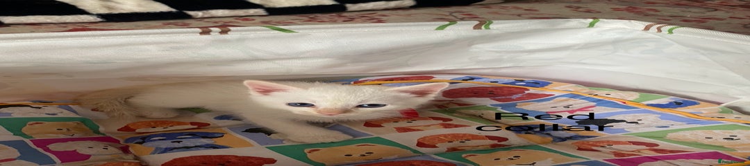 Ragamese Kitten 1