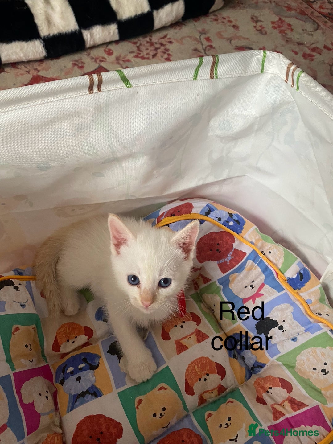 Ragamese cats for sale: Ragamese kittens  - Image 3