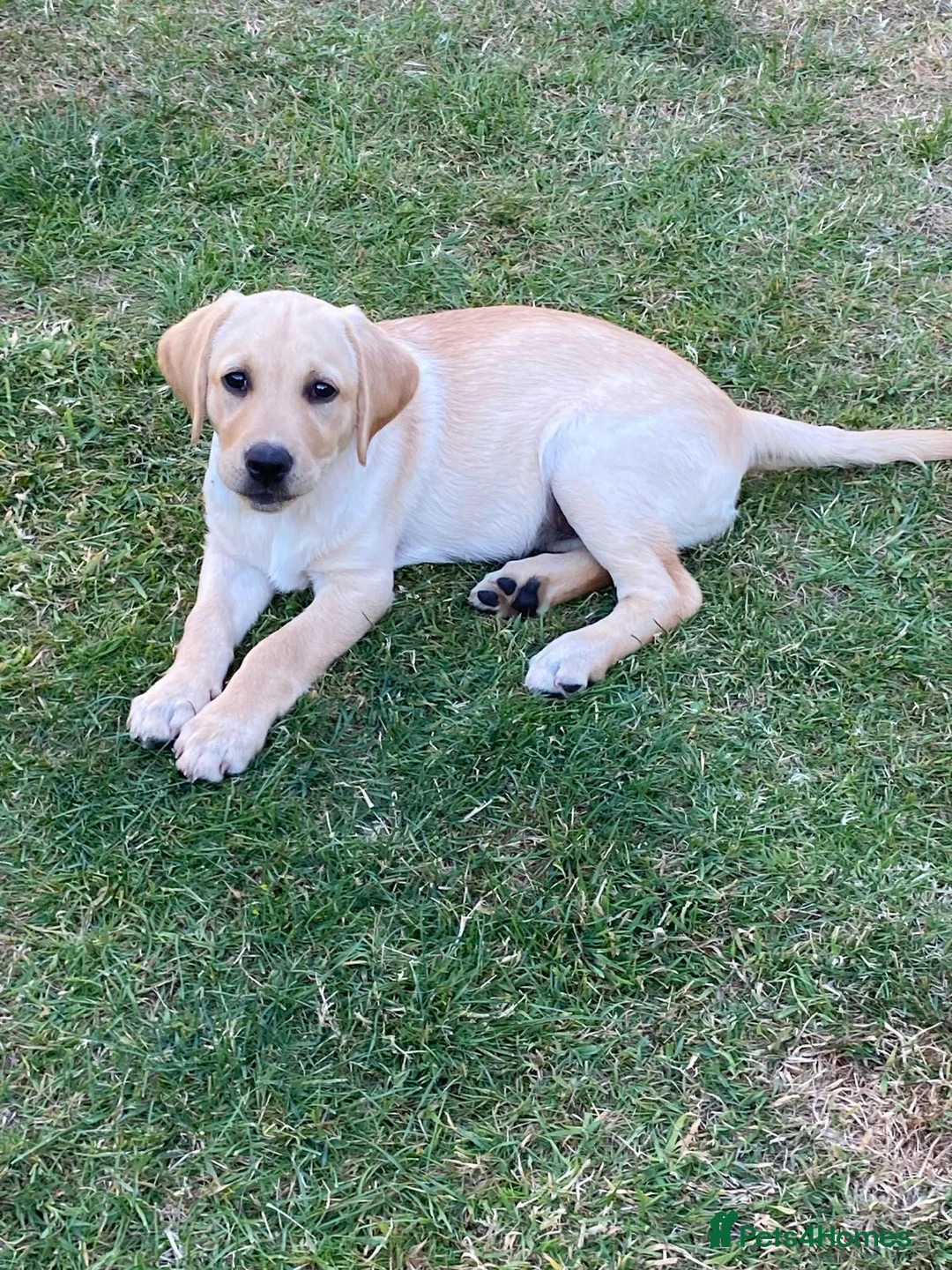 Labrador Retriever dogs for sale: My girl is due her litter 14th November 🥰 - Advert 8