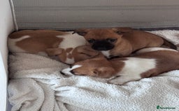 Jack Chi dogs for sale: Jack-chi puppies - Advert 4