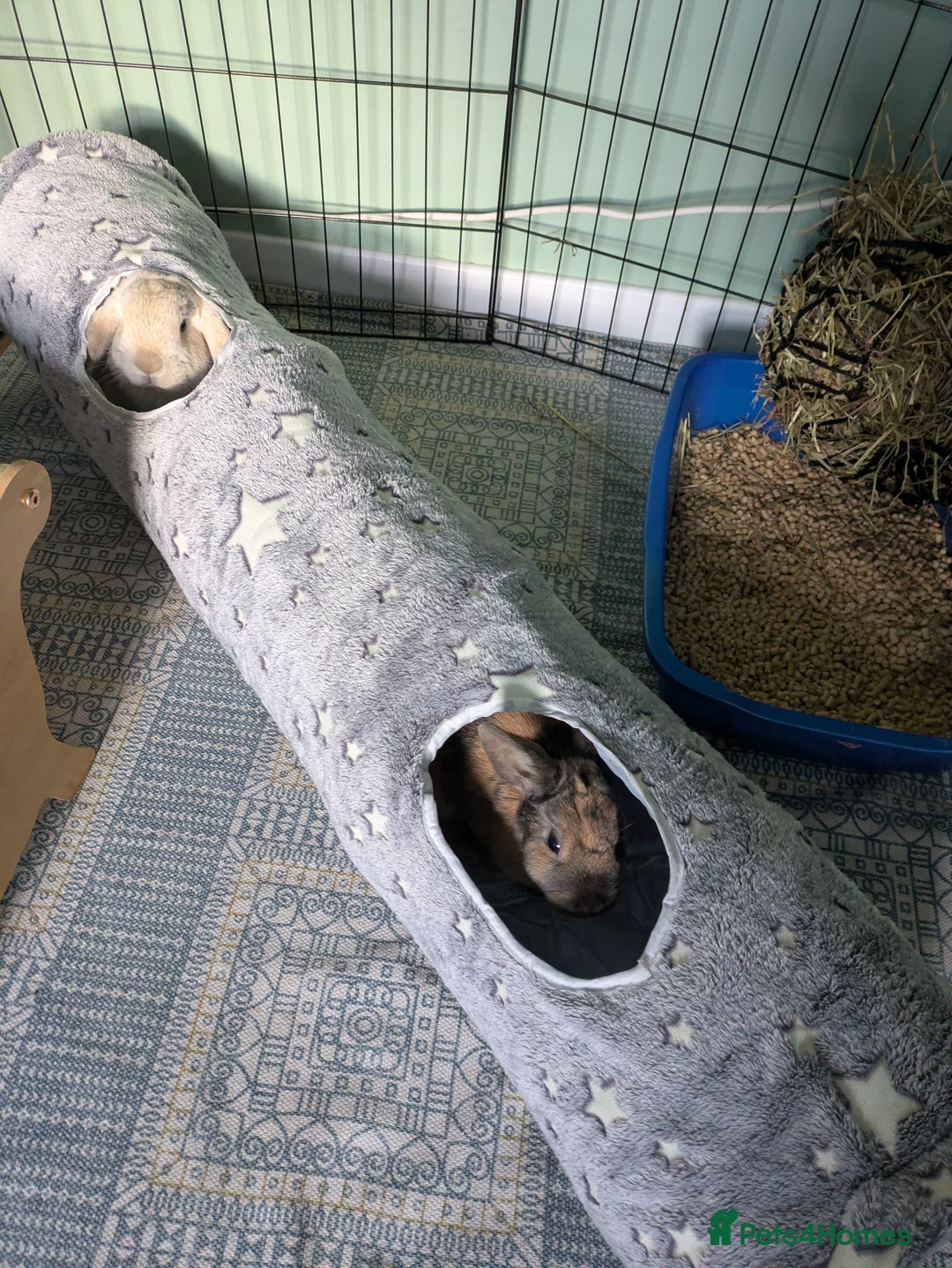 Mixed Breed rabbits for sale: Pair of Bonded Rabbits - Advert 4