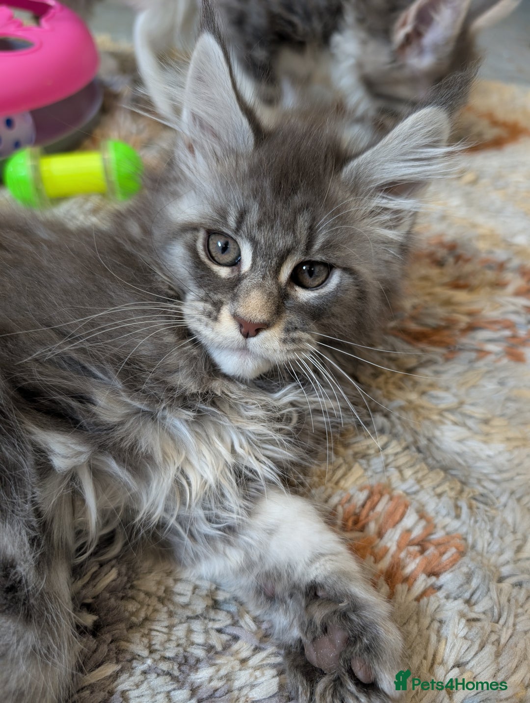 Maine Coon cats for sale: Maine Coon Kittens GCCF - Image 21