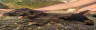 Male 3