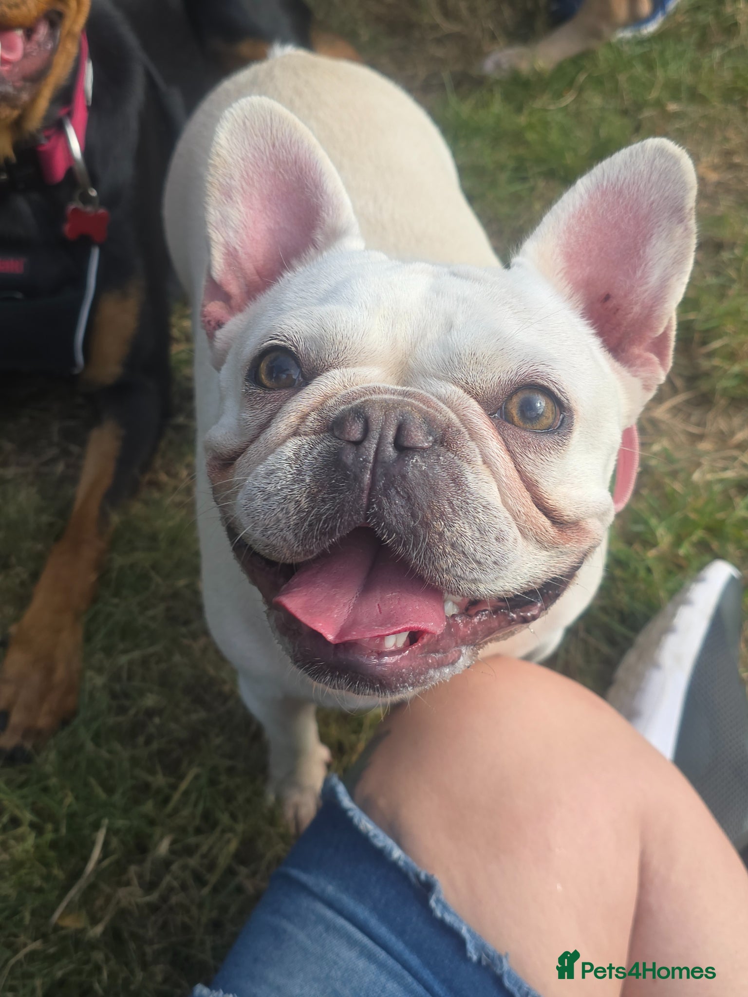 French Bulldog dogs French bulldog puppies - Advert 1