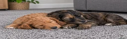 Cockapoo dogs for sale: Toys cockapoos - Advert 3