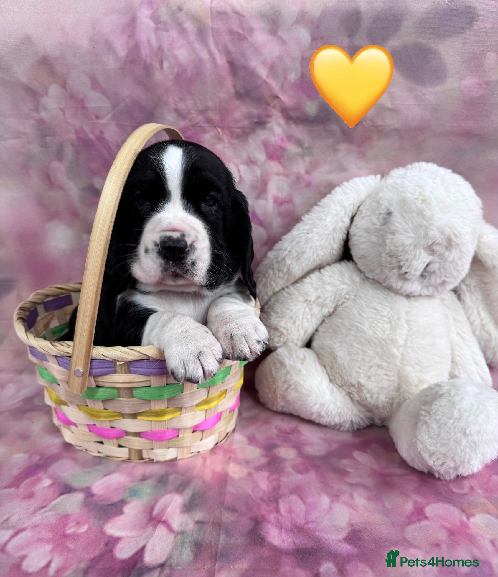 Mixed Breed dogs Hush puppies! Basset x cocker - Advert 2