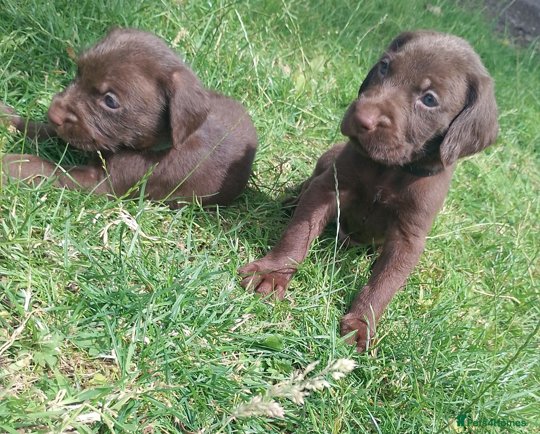 Mixed Breed dogs Chocolate puppies - Weimaraner x WH Vizsla - Advert 1