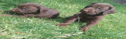Mixed Breed dogs for sale: Chocolate puppies - Weim x WH Vizsla - Advert 14
