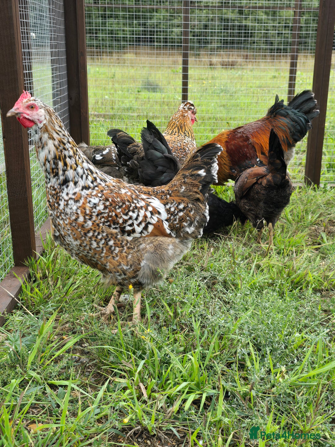Chickens poultry for sale: POL Swedish Flower, Araucana & Game - Image 6