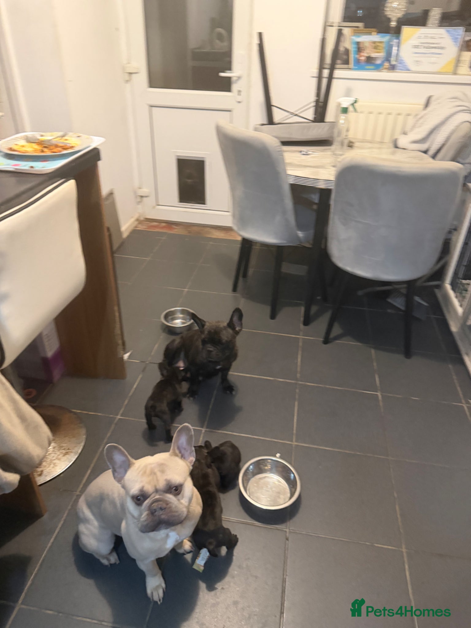 French Bulldog dogs French Bulldogs for sale  - Advert 18