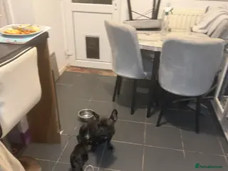 French Bulldog dogs French Bulldogs for sale - Advert 20