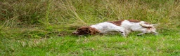 English Springer Spaniel dogs for stud: DNA Tested & Hip/Elbow scored Springer - Bryn in Carmarthen - Advert 6