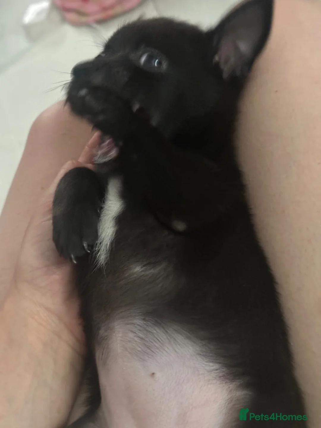 Mixed Breed dogs for sale: Jackaranian - Advert 5