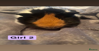 Guinea Pig rodents - Advert 12