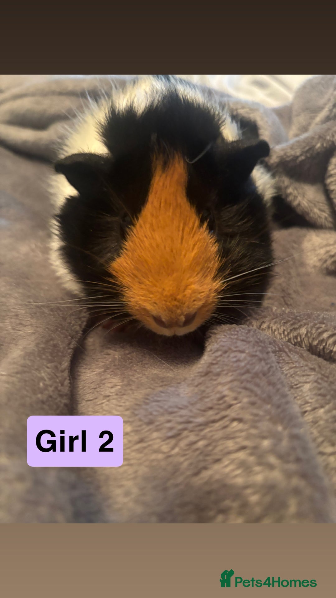 Guinea Pig rodents for sale: Guinea pigs  - Image 3