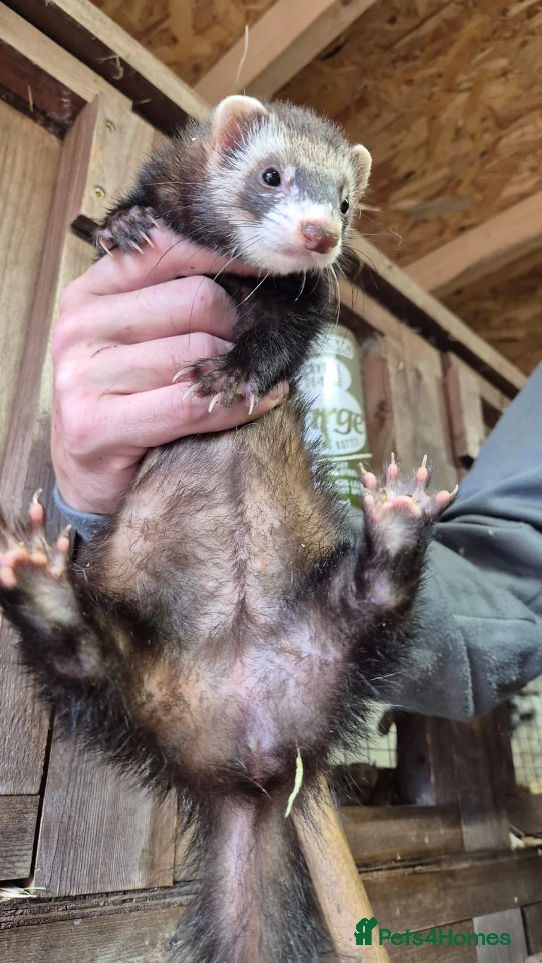 Ferret rodents for sale: Micro eu ferrets at 4 girls left 2 boys 15 weeks  - Advert 7