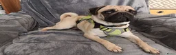 Pug dogs for sale: Three year old female pug called Ruby - Advert 4
