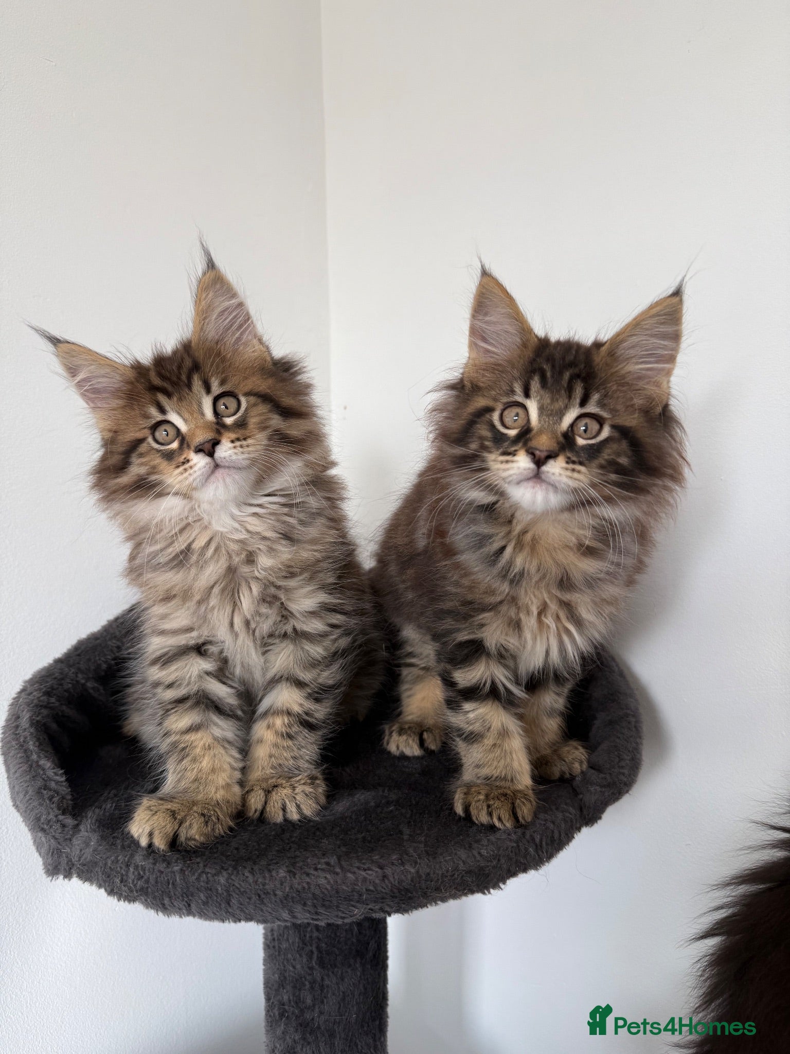 Maine Coon cats XL Russian Cubs 💚 - Advert 2