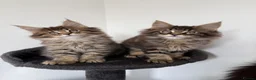 Maine Coon cats for sale: XL Russian Cubs 💚 - Advert 2