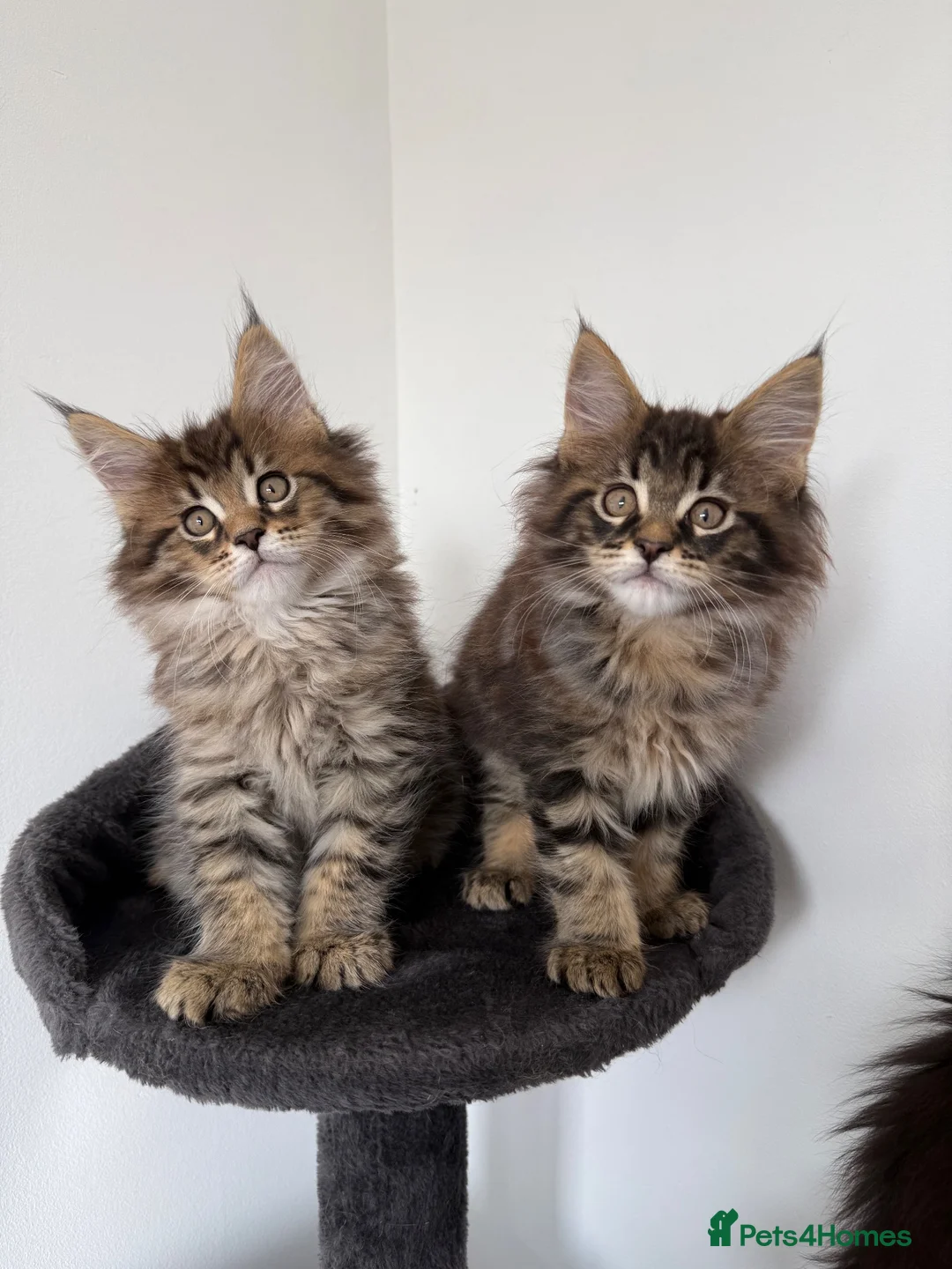 Maine Coon cats for sale: XL Russian Cubs 💚 - Advert 2
