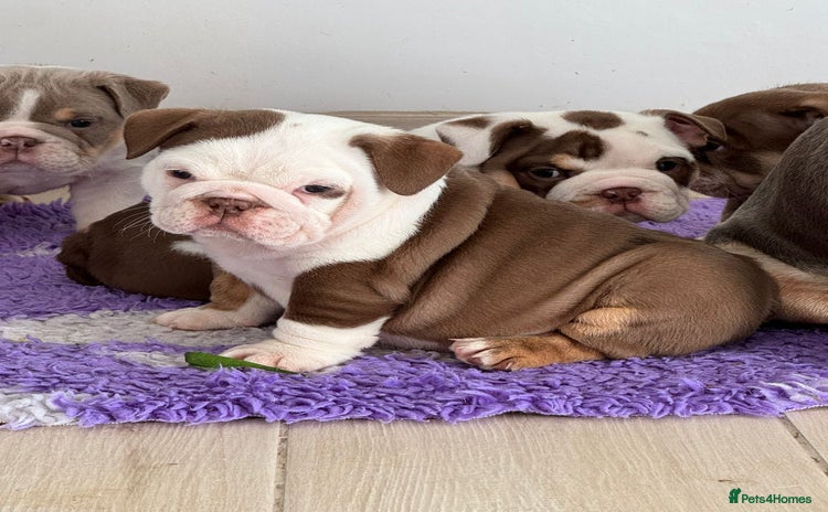 English Bulldog dogs - Advert 3