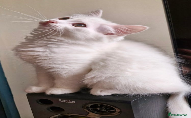 Ragdoll cats - Advert 8