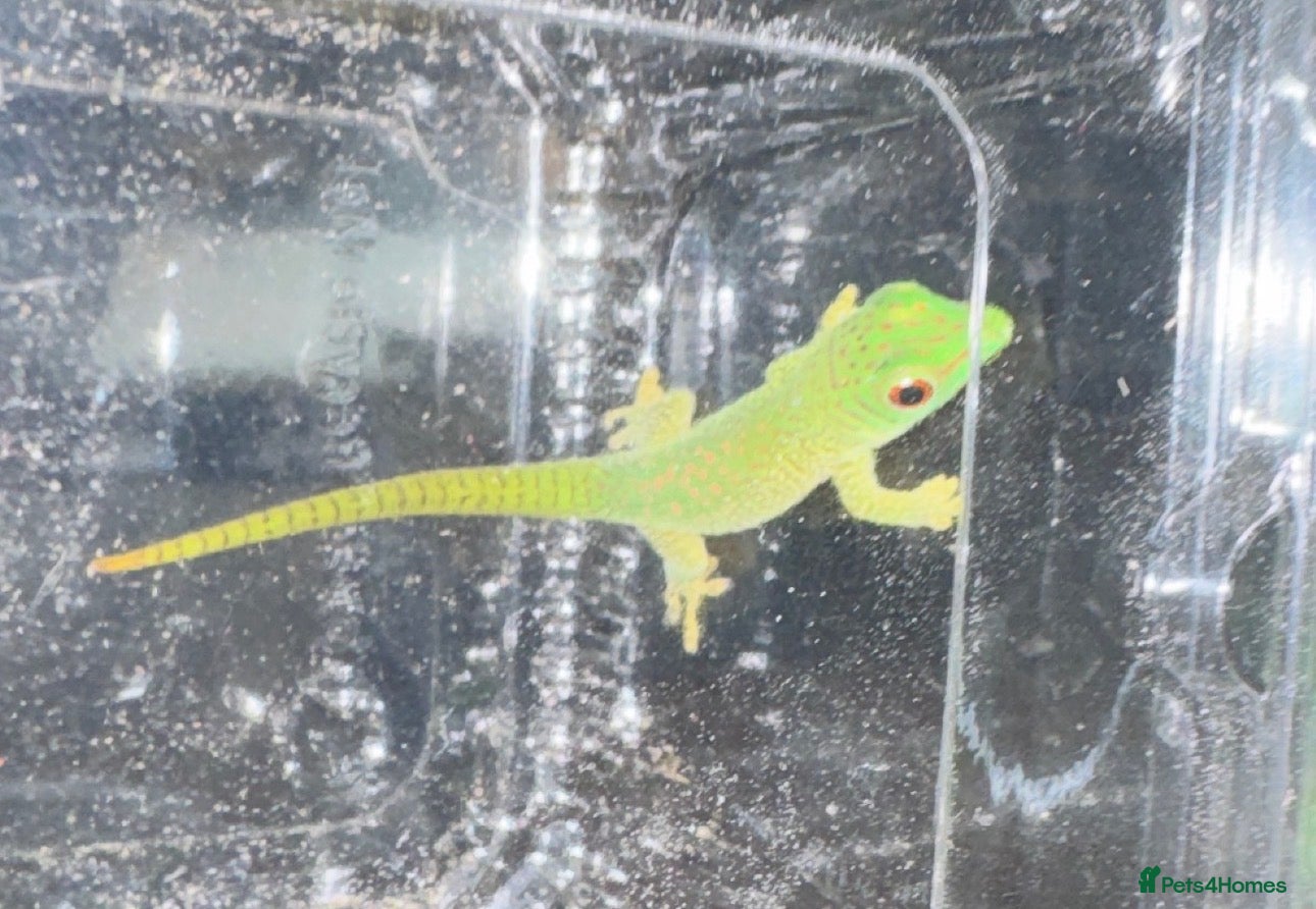 Gecko reptiles Lizards for rehome  - lot to choose from  - Advert 1