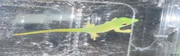 Gecko reptiles for sale: Lizards for rehome  - lot to choose from  - Advert 1