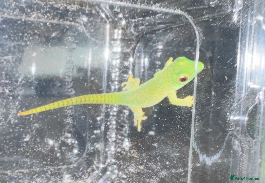 Gecko reptiles for sale: Lizards for rehome  - lot to choose from  - Advert 1