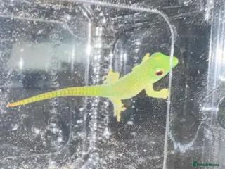 Gecko reptiles Lizards for rehome - lot to choose from - Advert 1