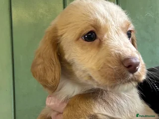 Labradoodle dogs - Advert 3