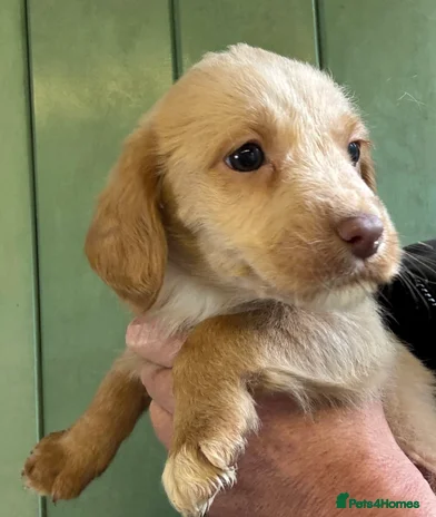 Labradoodle dogs - Advert 1