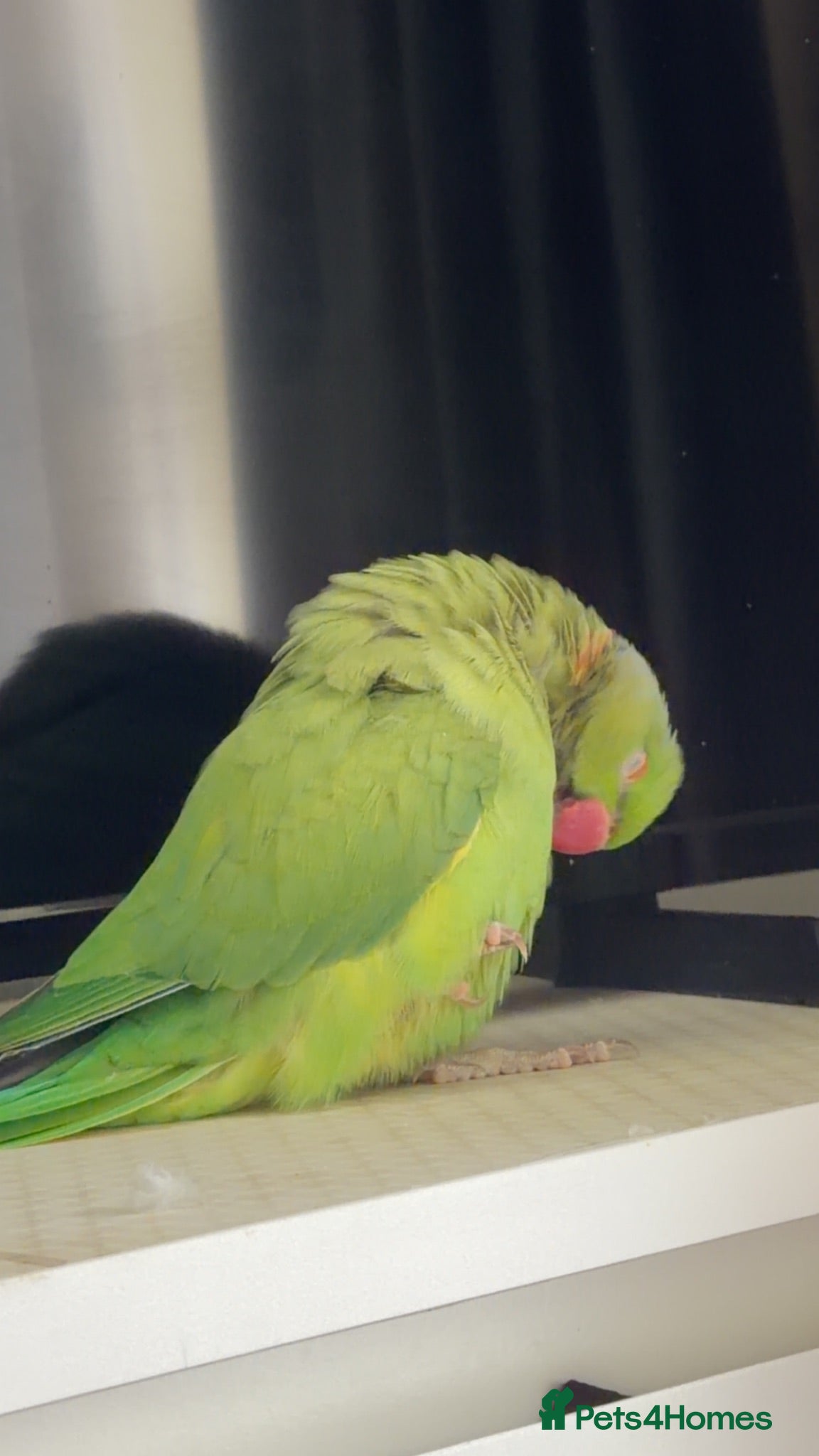 Ringnecks birds Indian ring neck /cage /food etc  - Advert 8