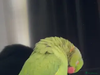 Ringnecks birds Indian ring neck /cage /food etc - Advert 8