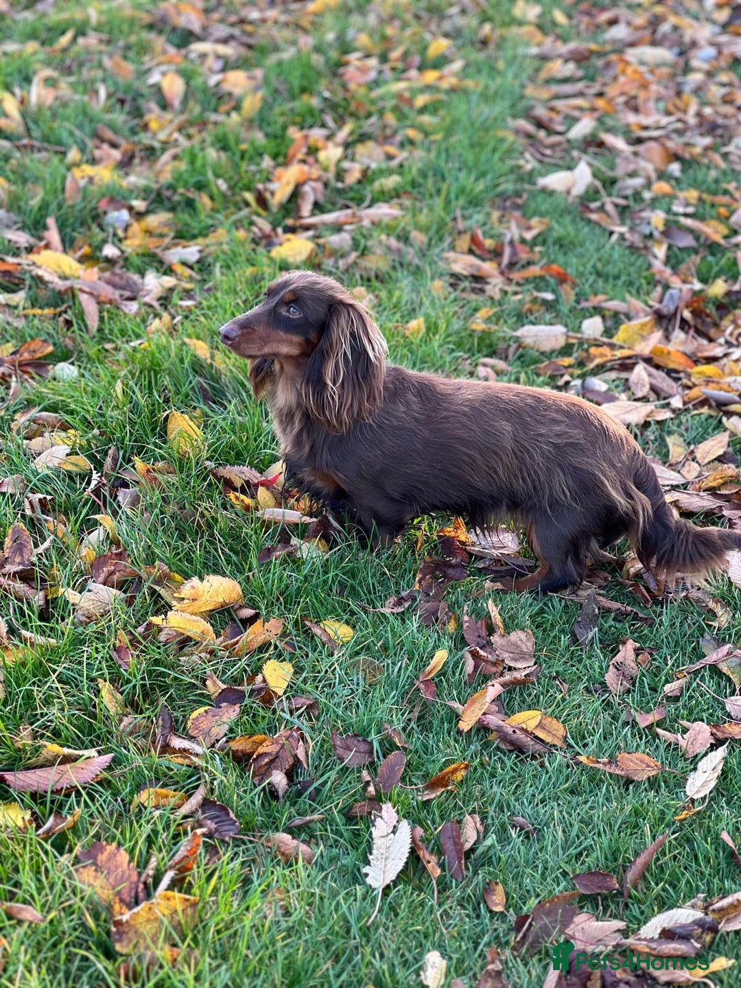 Miniature Dachshund dogs for sale: KC Long haired miniature dachshund puppies - Image 20