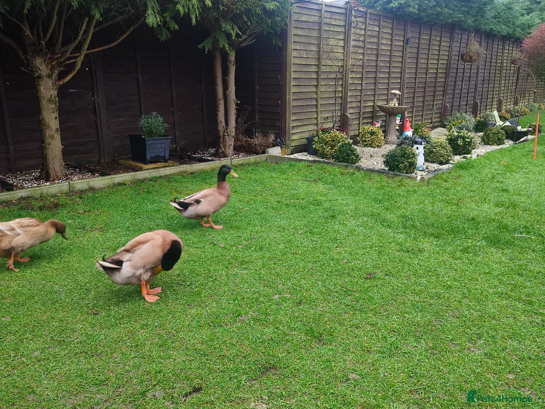 Ducks poultry for sale: 2 male ducks that need a for ever home - Advert 3