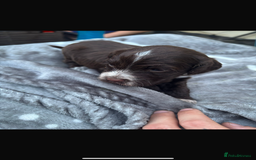 Cockapoo dogs for sale: Cockerpoo pups for sale - Image 18
