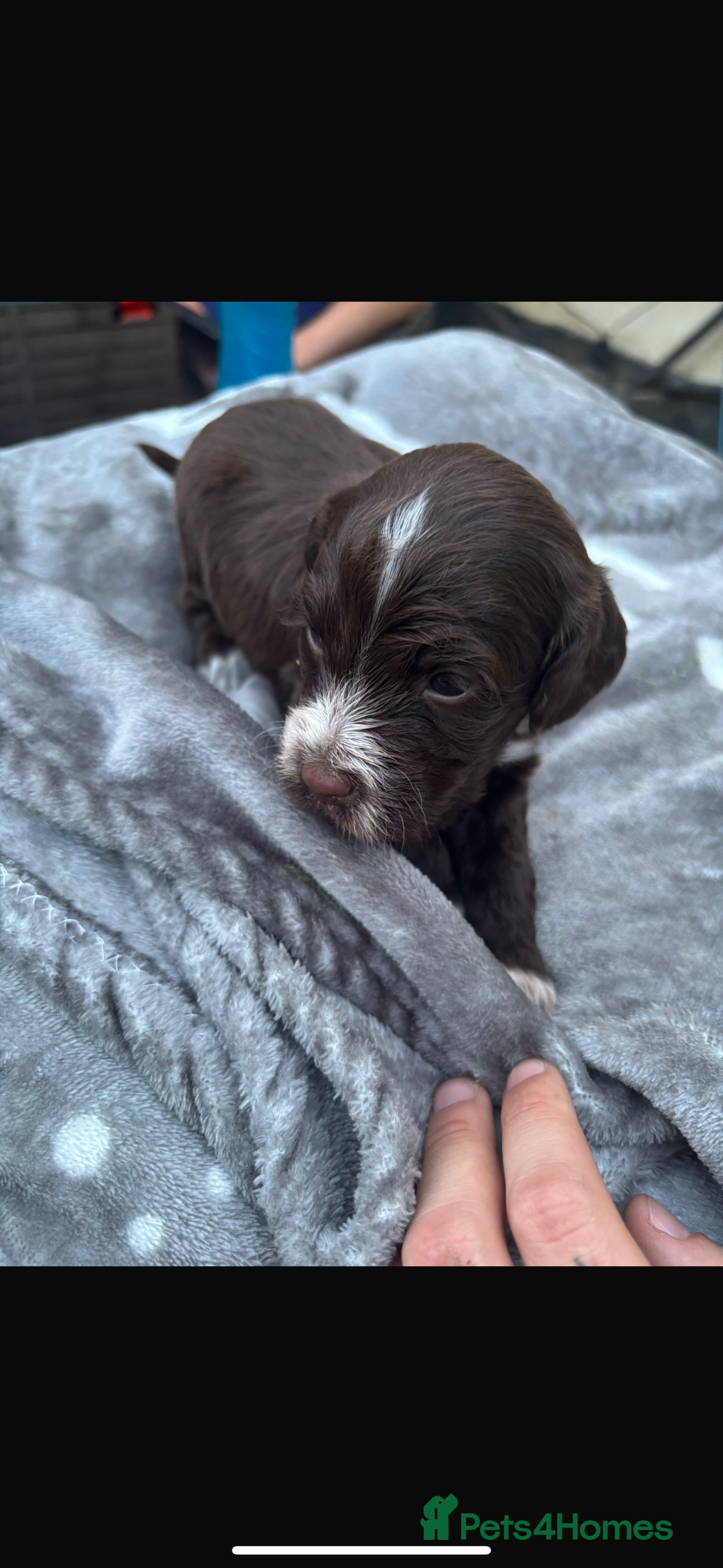 Cockapoo dogs for sale: Cockerpoo pups for sale - Image 18