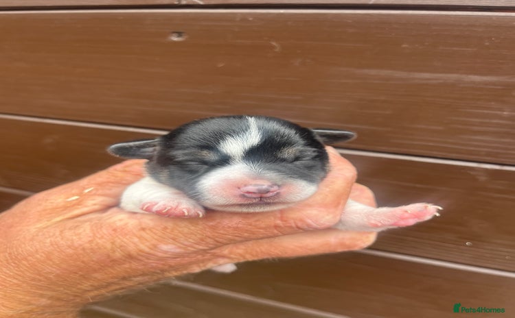 Jack Russell dogs - Advert 2