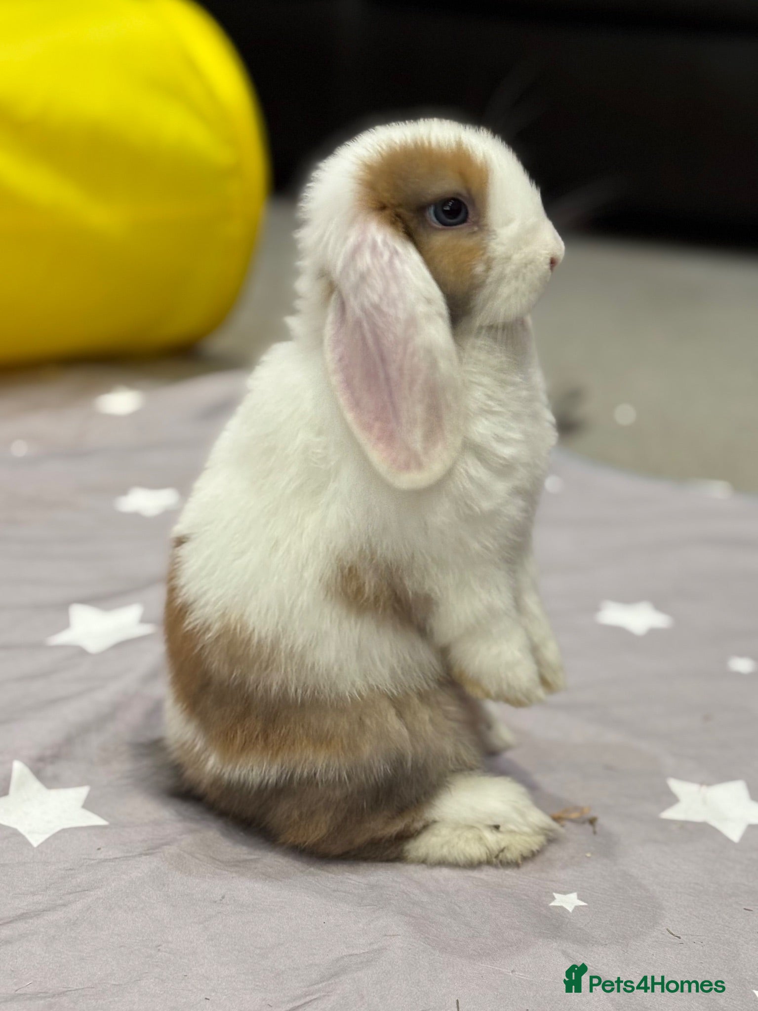 Mini Lop rabbits Only 1 baby mini lop left - boy - Advert 1