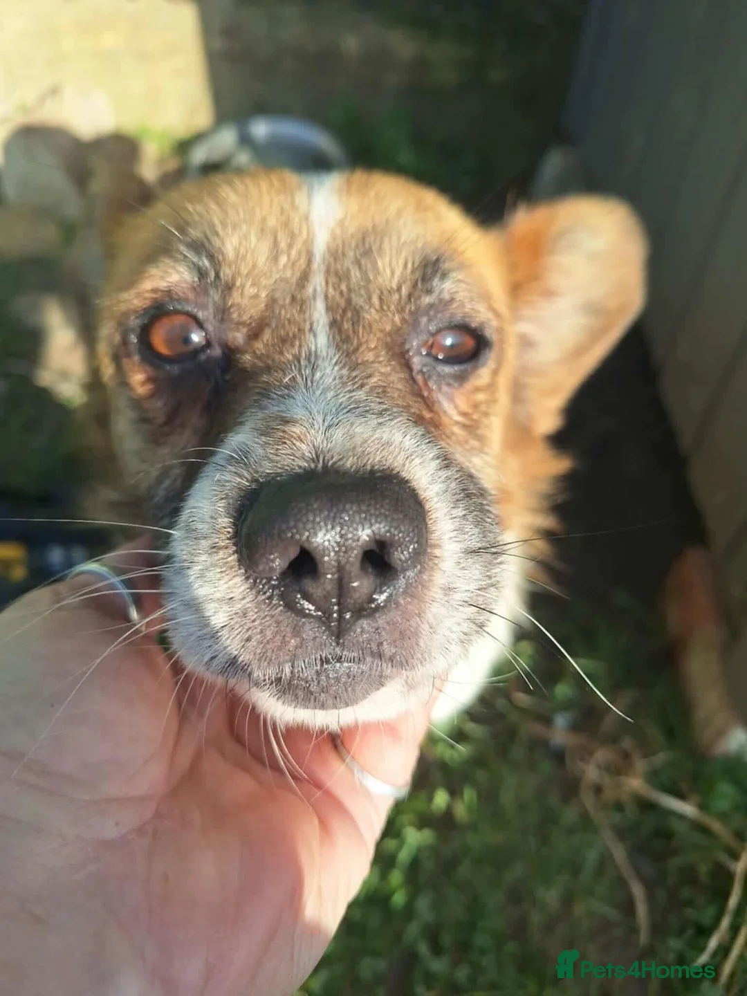 Mixed Breed dogs for adoption: Meatball for adoption - Advert 6