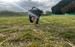 Mixed Breed dogs for sale: 1 year old black female black Labrador mix  - Image 12