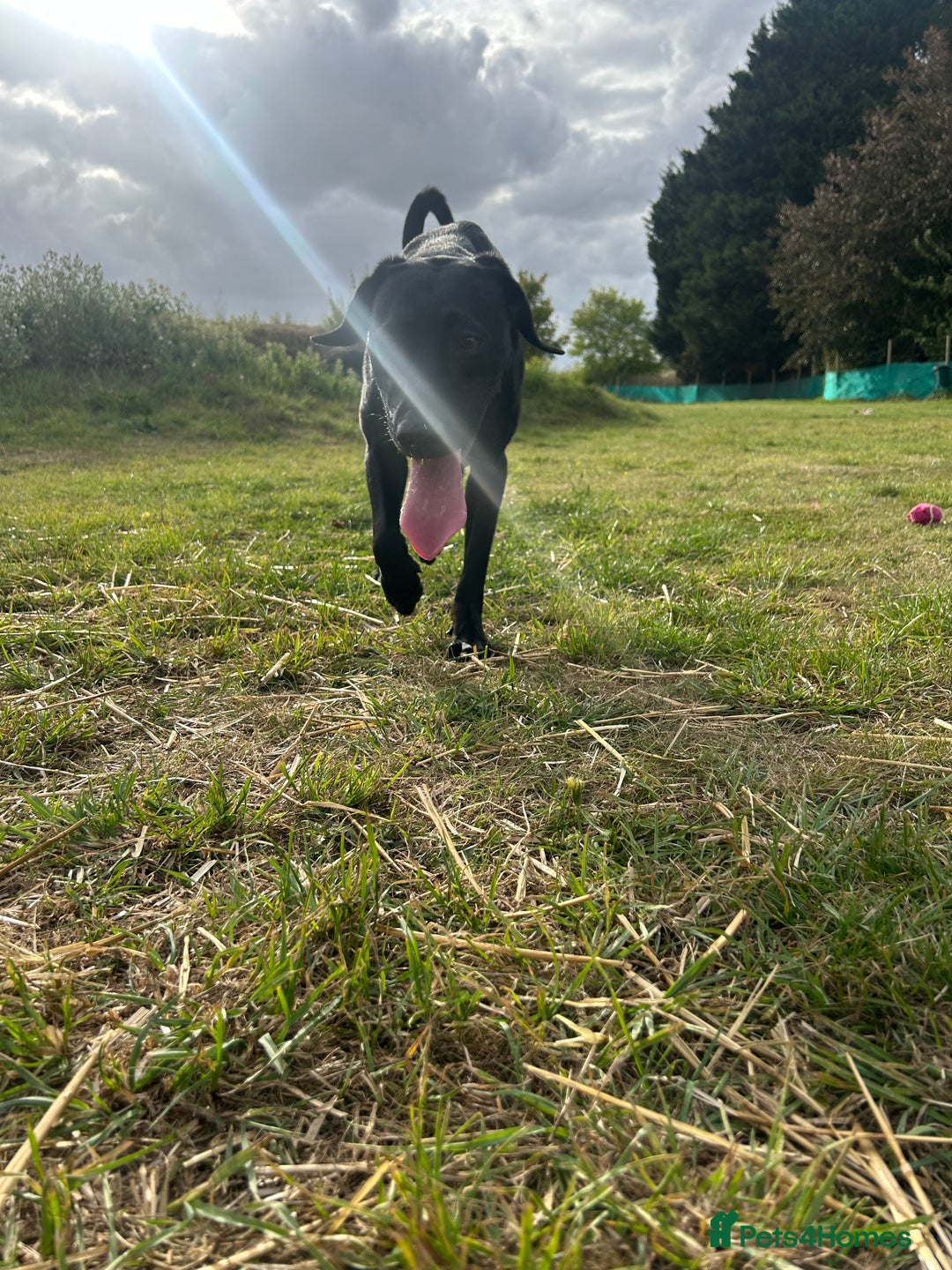 Mixed Breed dogs for sale: 1 year old black female black Labrador mix  - Image 12