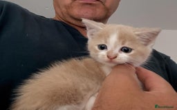 Mixed Breed cats for sale: Beautiful half britishshorthaired - Image 28