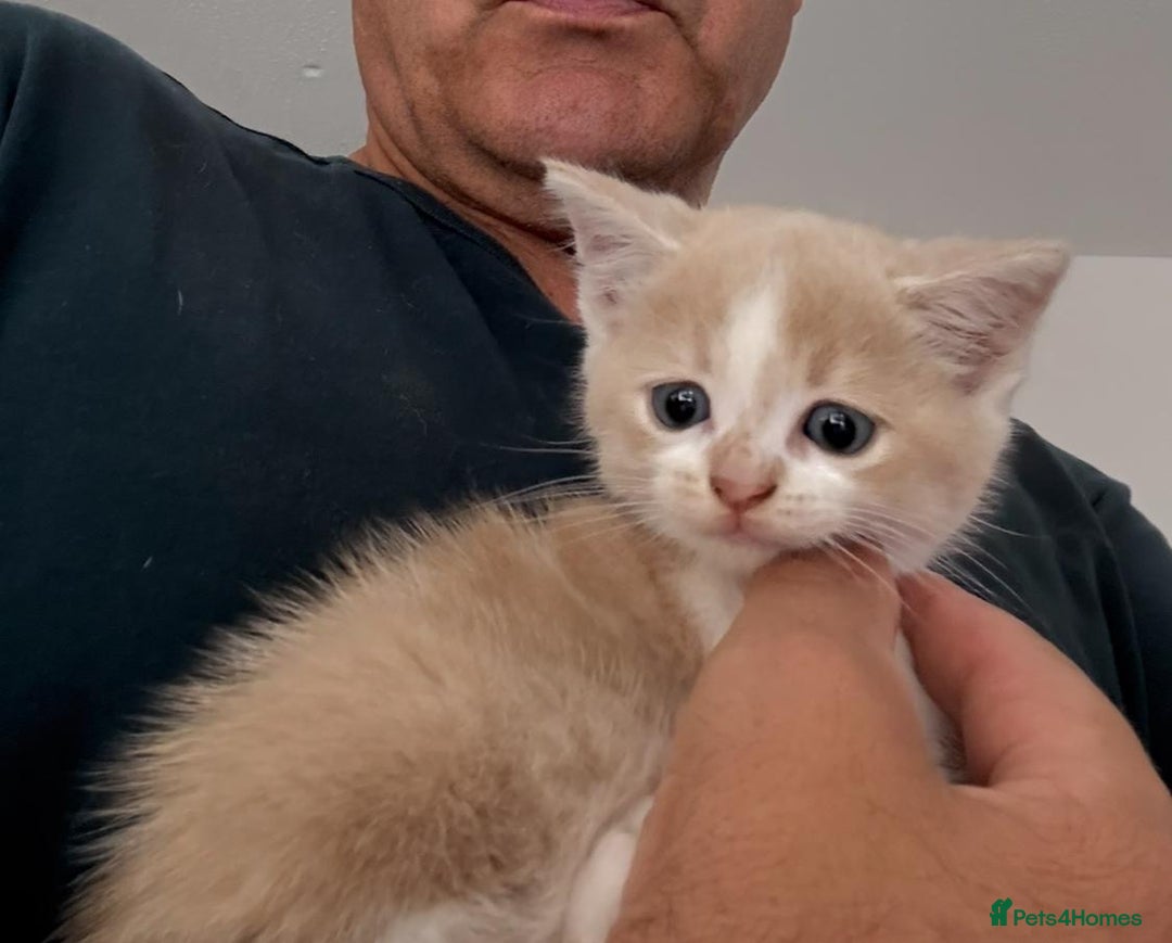 Mixed Breed cats for sale: Beautiful half britishshorthaired - Image 28
