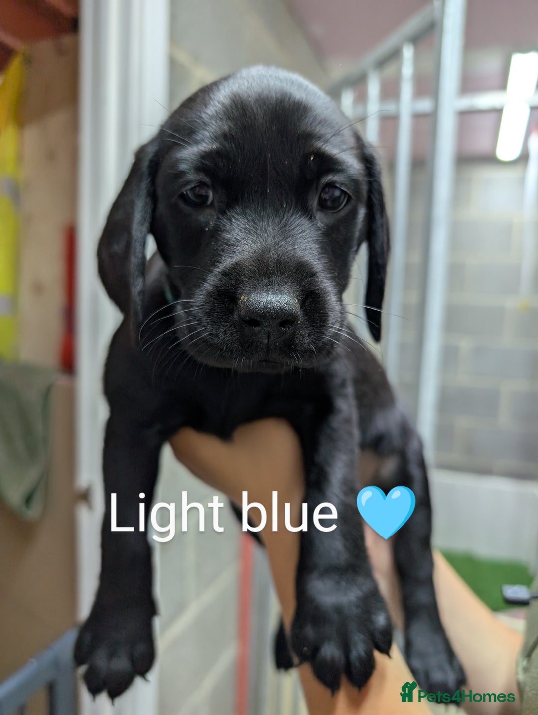 Labrador Retriever dogs for sale: Stunning black KC registered working Labradors  - Image 13