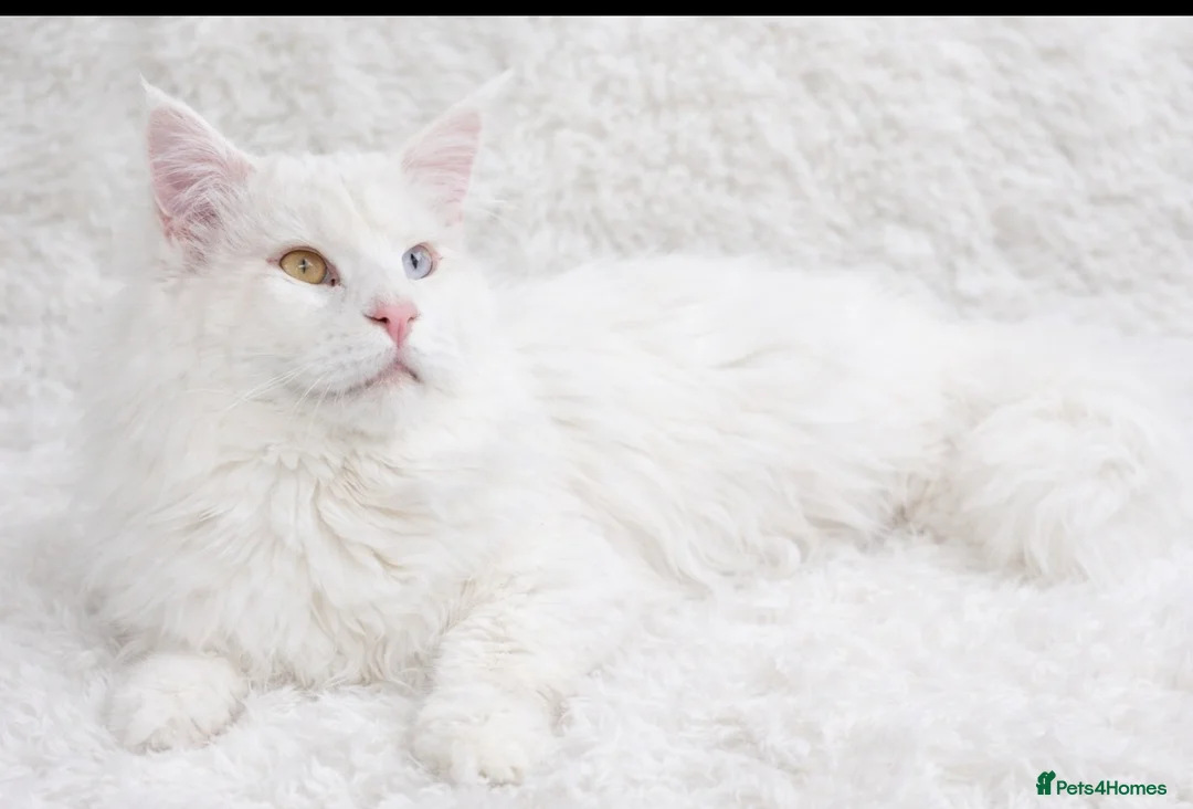 Maine Coon cats for stud: Pure white Maine coon stud  - Advert 2