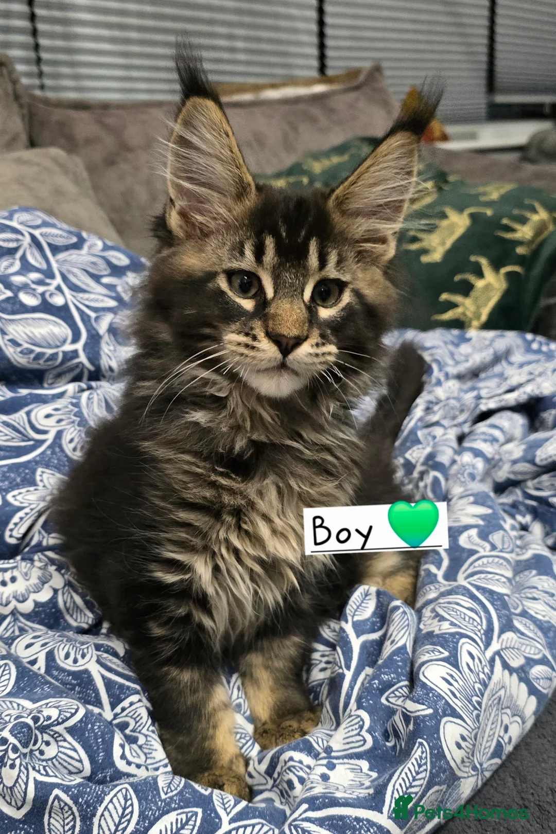 Maine Coon cats for sale: Pedigree TICA Maine Coon kittens READY  - Advert 21