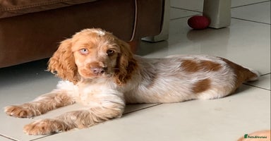 Cocker Spaniel dogs - Advert 5